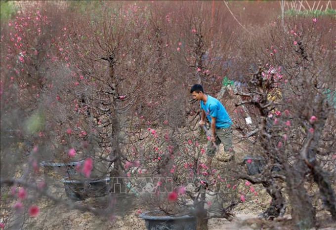 HÀNG VẠN GỐC ĐÀO NHẬT TÂN BẮT ĐẦU KHOE SẮC