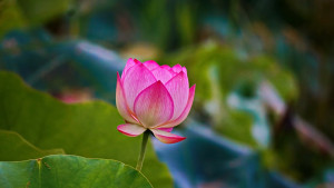 TA MẮC KỆT GIỮA KHU RỪNG TÂM TƯỞNG - Thơ Tống Thu Ngân