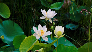 CHUYỆN NHÂN THẾ - Thơ Đồng Ánh Liễu