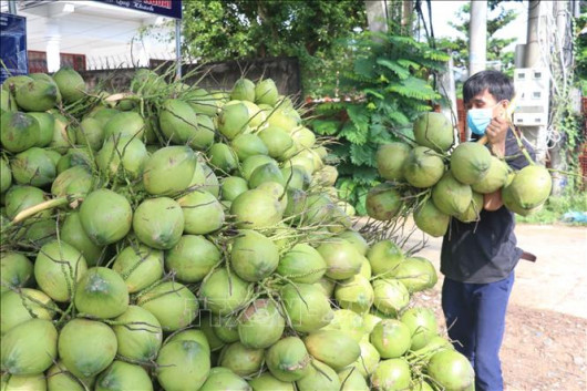 Hoa Kỳ mở cửa thị trường với trái dừa Việt Nam