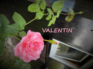 Xu thế Valentine ‘độc thân, tự thưởng’ tại Mỹ