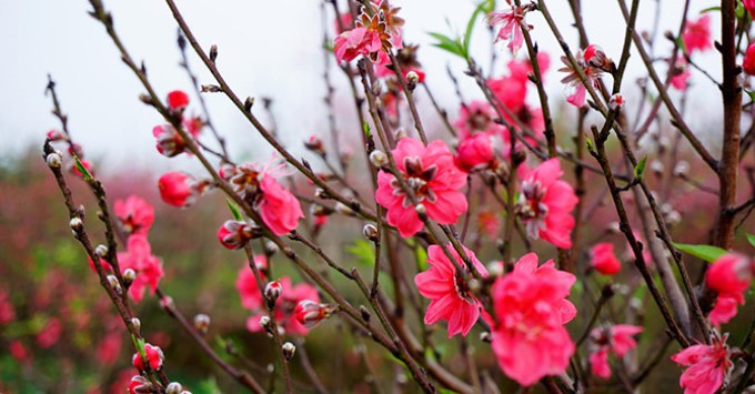 ĐẠI SỨ QUÁN VIỆT NAM TẠI CHLB ĐỨC: Thông báo tổ chức Tết Ất Tỵ 2025