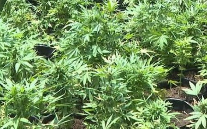 BERLIN: Cộng đồng hiệp hội trồng cần sa Treptow-Köpenick được phê duyệt