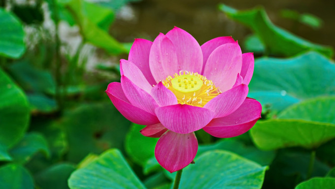 LHQ cảnh báo khủng hoảng nhân đạo liên quan tội phạm lừa đảo trực tuyến ở Đông Nam Á