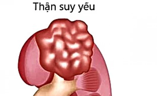 Cách nhận biết thận khoẻ hay yếu