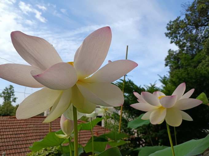 ÔNG TRỜI CÔNG BẰNG LẮM - NHÂN QUẢ KIẾP NÀY