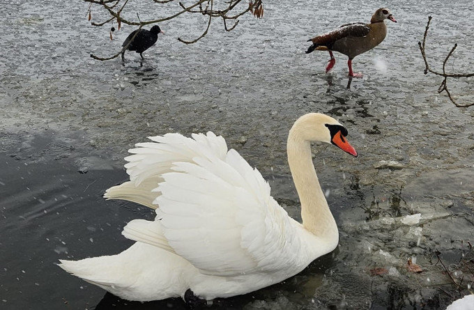 TIN N.Ó.NG: Tăng cường các biện pháp phòng dịch bird flu tại Brandenburg do dịch cúm gia cầm lây lan
