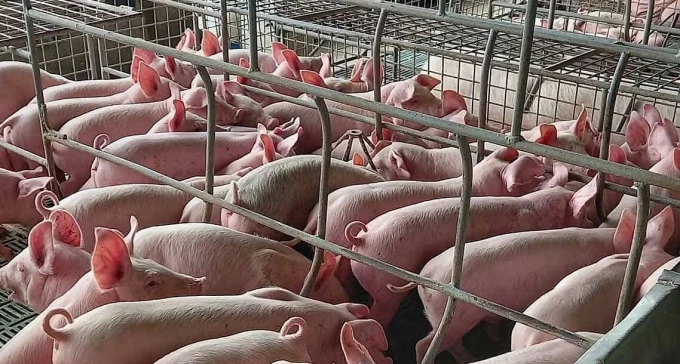 ĐỨC: Đóng cửa lò mổ lớn nhất Brandenburg, vận chuyển động vật đối mặt nhiều áp lực