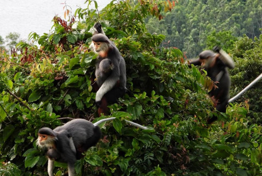 Phát hiện bất ngờ về lý do tình dục đồng giới xảy ra ở hàng chục loài linh trưởng