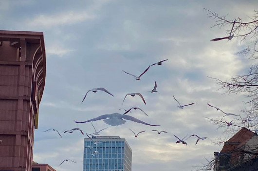 BERLIN: ´Thảm họa´ cho BVG - Tàu điện XXL không được phép hoạt động