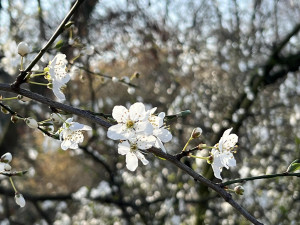 SAU MÙA ĐÔNG KÉO DÀI: Phấn hoa lại “tấn công” Berlin