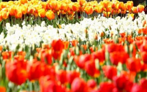 BERLIN RỰC RỠ SẮC HOA: Thứ Bảy, ai cũng được hái 10 bông Tulip miễn phí